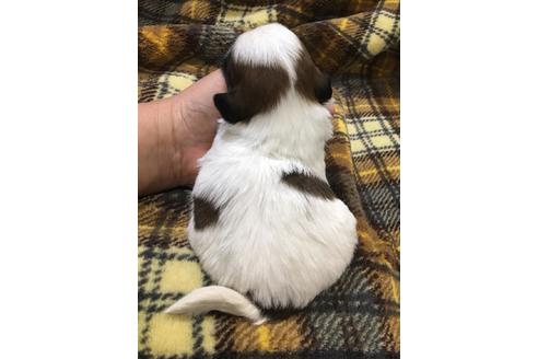 成約済の青森県のシーズー-42732の1枚目