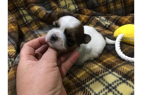 成約済の青森県のシーズー-42733の2枚目