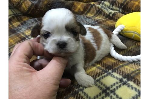成約済の青森県のシーズー-42735の2枚目