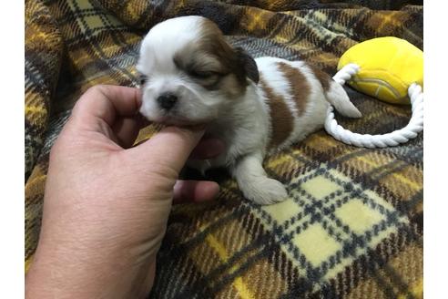 成約済の青森県のシーズー-42735の1枚目