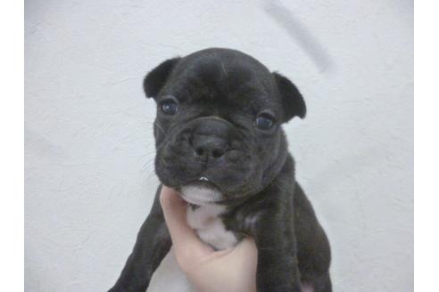 成約済の福岡県のフレンチブルドッグ-42780の5枚目