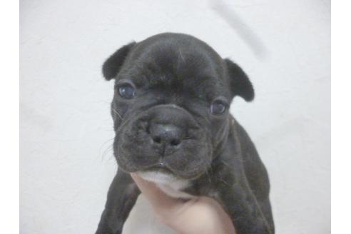 成約済の福岡県のフレンチブルドッグ-42780の2枚目