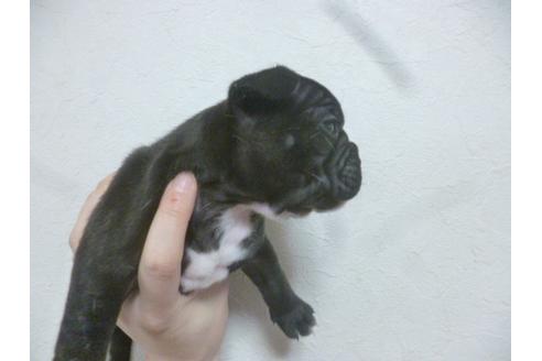 成約済の福岡県のフレンチブルドッグ-42780の3枚目