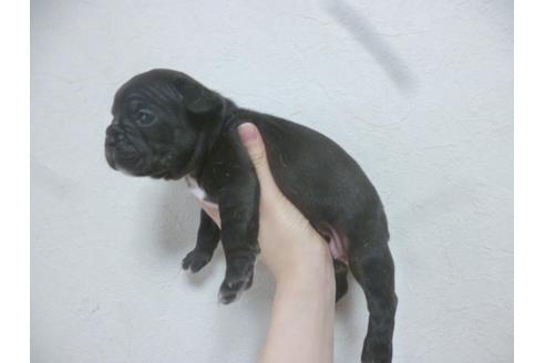 成約済の福岡県のフレンチブルドッグ-42780の4枚目