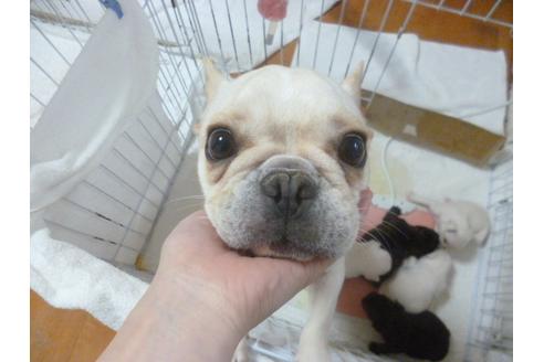 成約済の福岡県のフレンチブルドッグ-42780の1枚目