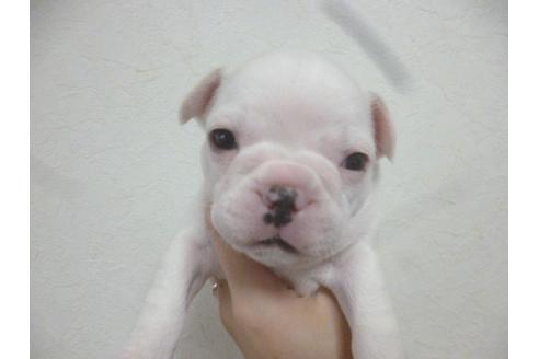 成約済の福岡県のフレンチブルドッグ-42782の3枚目