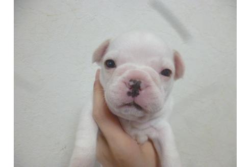 成約済の福岡県のフレンチブルドッグ-42782の4枚目