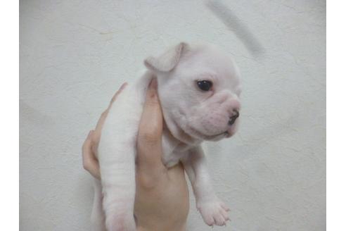 成約済の福岡県のフレンチブルドッグ-42782の5枚目