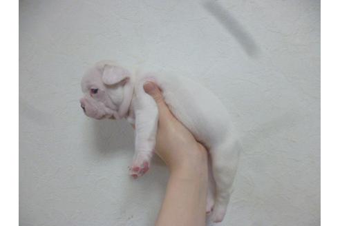 成約済の福岡県のフレンチブルドッグ-42782の1枚目