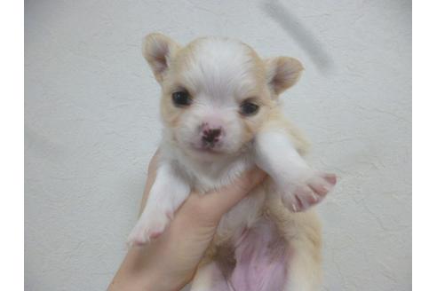 成約済の福岡県のチワワ-42783の5枚目