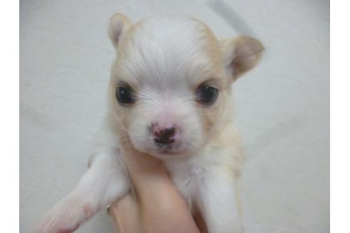 成約済の福岡県のチワワ-42783の2枚目