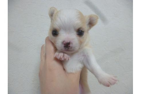 成約済の福岡県のチワワ-42783の3枚目