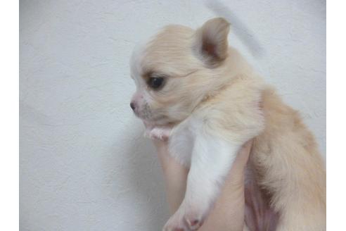 成約済の福岡県のチワワ-42783の4枚目