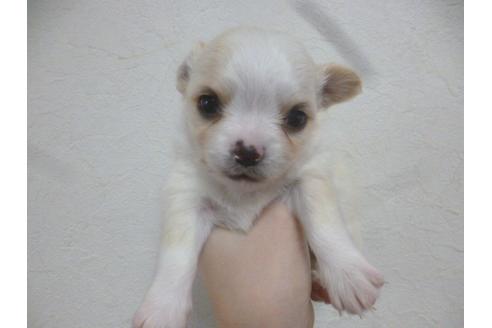 成約済の福岡県のチワワ-42784の3枚目