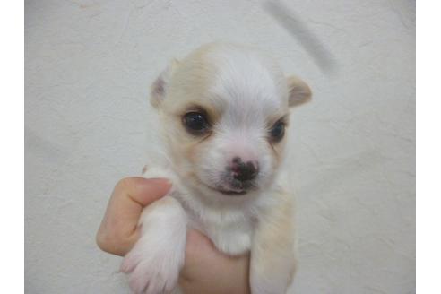 成約済の福岡県のチワワ-42784の4枚目