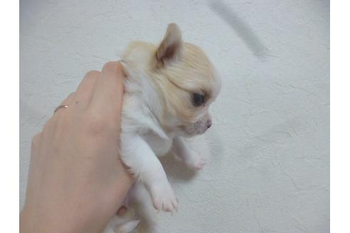 成約済の福岡県のチワワ-42784の2枚目