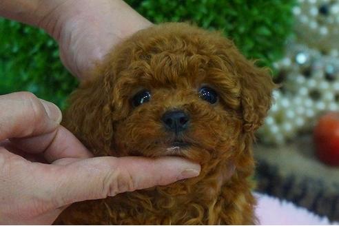 成約済の京都府のトイプードル-42372の3枚目