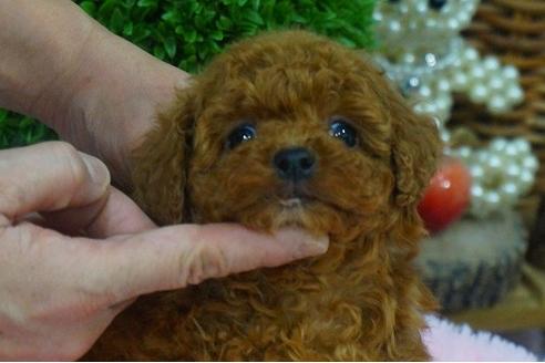 成約済の京都府のトイプードル-42372の2枚目