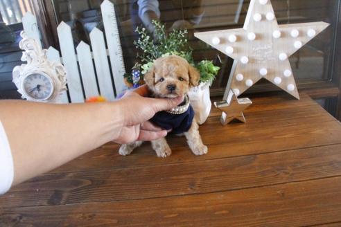 成約済の埼玉県のトイプードル-42806の5枚目