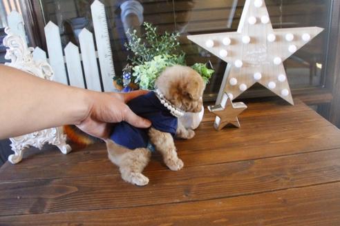 成約済の埼玉県のトイプードル-42806の2枚目