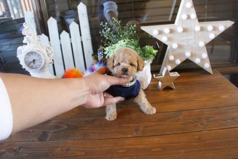 成約済の埼玉県のトイプードル-42806の3枚目