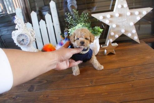 成約済の埼玉県のトイプードル-42806の4枚目