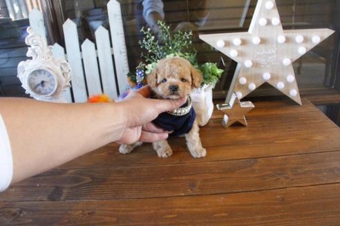 成約済の埼玉県のトイプードル-42806の1枚目