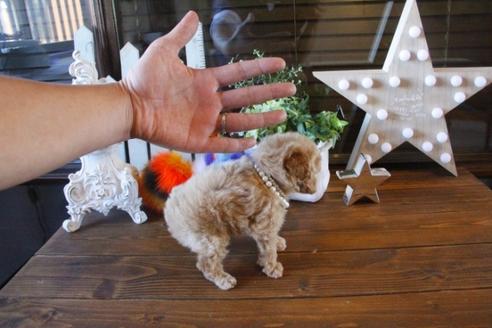 成約済の埼玉県のトイプードル-42807の5枚目