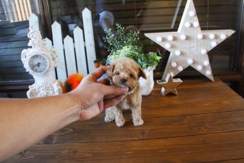 成約済の埼玉県のトイプードル-42807の2枚目