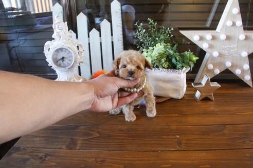 成約済の埼玉県のトイプードル-42807の3枚目