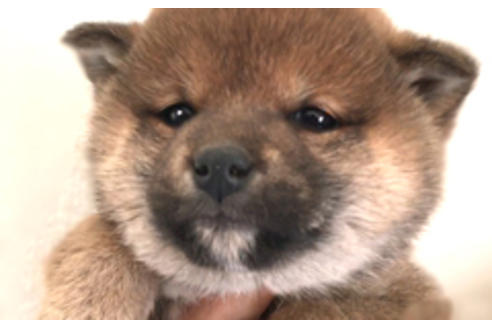 成約済の山梨県の柴犬-42794の4枚目