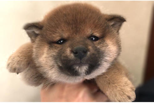 成約済の山梨県の柴犬-42794の3枚目