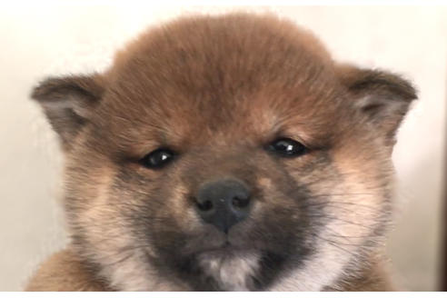 成約済の山梨県の柴犬-42794の2枚目