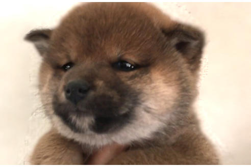 成約済の山梨県の柴犬-42794の1枚目