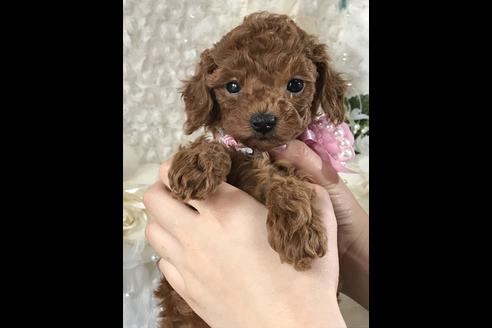 成約済の岐阜県のトイプードル-42316の3枚目
