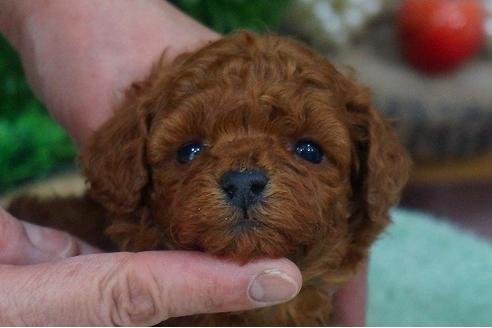 成約済の京都府のトイプードル-42826の3枚目