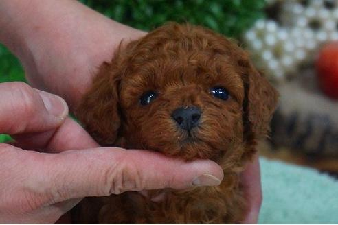 成約済の京都府のトイプードル-42826の2枚目