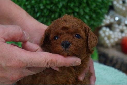 成約済の京都府のトイプードル-42827の3枚目