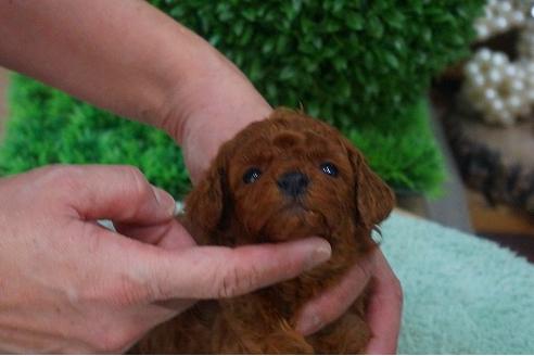 成約済の京都府のトイプードル-42827の1枚目