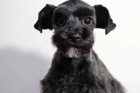 成約済の京都府のチワプー:チワワ×トイプードル-34982の3枚目