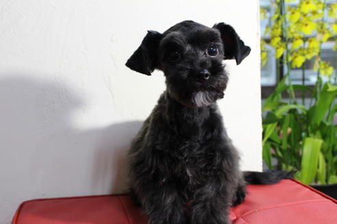 成約済の京都府のチワプー:チワワ×トイプードル-34982の2枚目