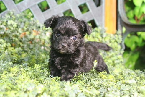 成約済の京都府のチワプー:チワワ×トイプードル-34982の1枚目