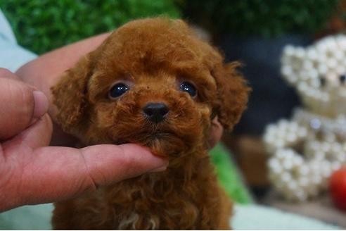 成約済の京都府のトイプードル-42828の3枚目