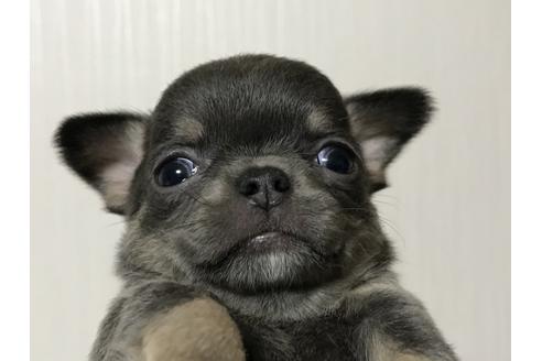 子犬