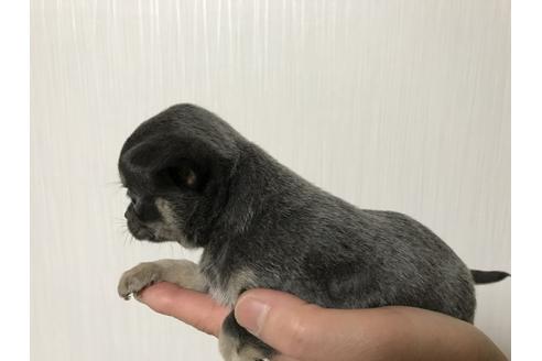 成約済の埼玉県のチワワ-42846の2枚目