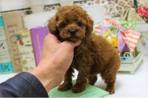 成約済の大阪府のトイプードル-42868の1枚目