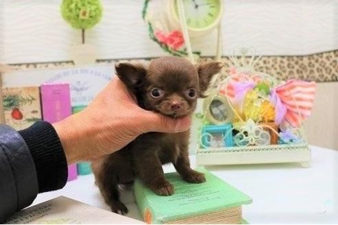 成約済の大阪府のチワワ-42869の4枚目