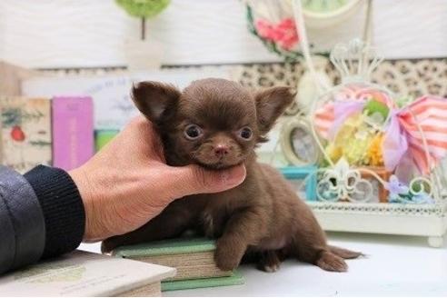 成約済の大阪府のチワワ-42869の5枚目