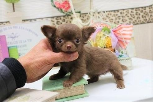 成約済の大阪府のチワワ-42869の1枚目