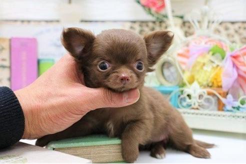 成約済の大阪府のチワワ-42869の2枚目